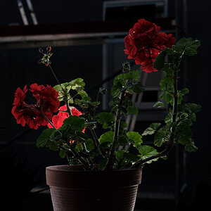 DSCF3398.jpg