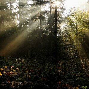 DSC 2853 Sonne im Wald Forum