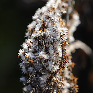 Herbst2009 LetzteWaerme8