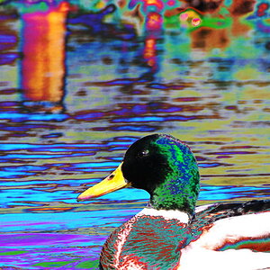 Ente