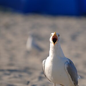 StrandSchrei