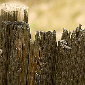 Holz