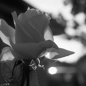Herbstrose in SW 2 1024x683