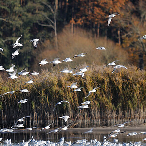Kastenweiher11 04