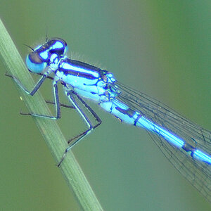 Libelle 1 Scharfzeichnung