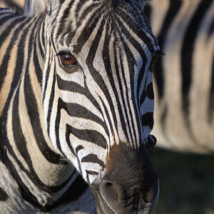 Hluhluwe Nationalpark Südafrika