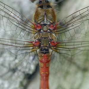 Libelle3