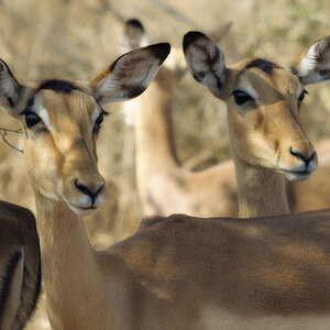 Hluhluwe Nationalpark Südafrika