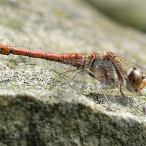 Libelle5