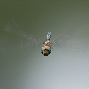 Libelle6