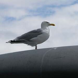 Rügen Möwe in Sassnitz

Nikon Coolpix 8700