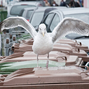 Möwe in Portree