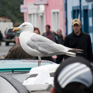 Möwe in Portree