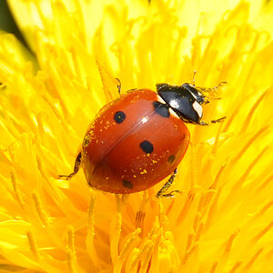 Marienkäf Apr 09 2 Scharfzeichnung