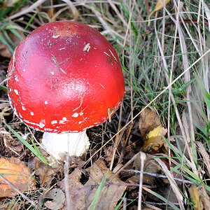 pilz JKK 3820