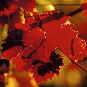 Dornfelder Blatt 2003 1024x683