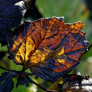 Herbstlaub