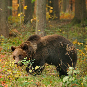 DSC 3092 Herbstbär JPG.Forum