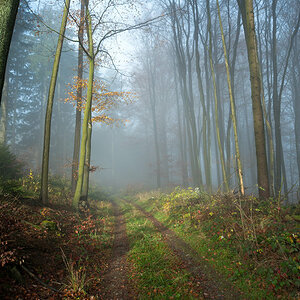 wald nebel