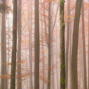 Nebelmorgen im Wald