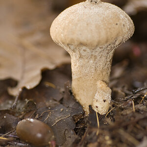 Pilz