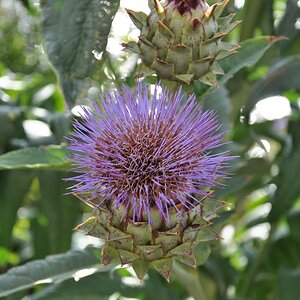 Stachelblume