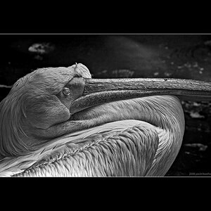 20080730_ZooHannover_0004 WEB FORUM.jpg