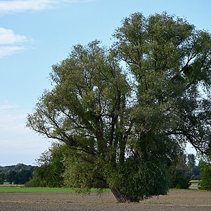 Z8A_3197fks40p1.jpg