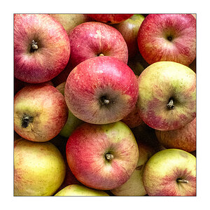 254/365 10.000 Maniacs – Do You Love an Apple? © 2026 Sabine Lommatzsch