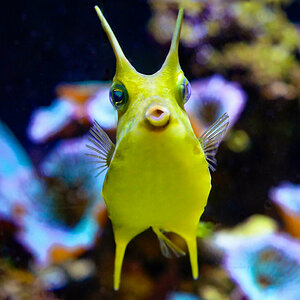 cowfish.jpg