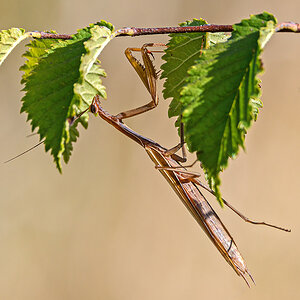 OF5_55734.jpg