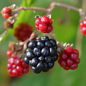 Brombeere 3.jpg