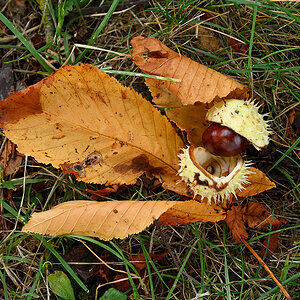 Herbst_Kastanie_ZF11841.jpg