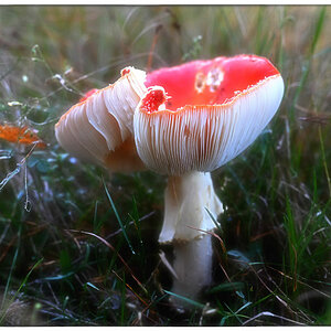 Fliegenpilz_4_1.jpg