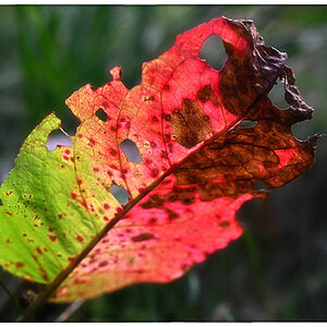Ampfer im Herbst_2.jpg