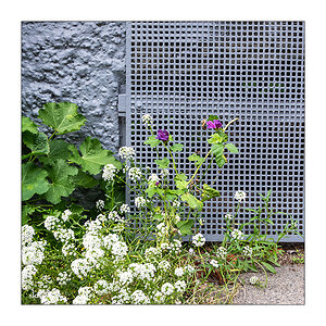 260/365 Barbara Morgenstern – Alles was lebt bewegt sich © 2026 Sabine Lommatzsch