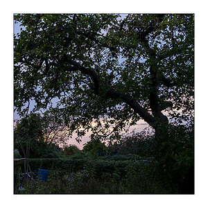 272/365 Paula Carolina – Es zieht im Paradies © 2026 Sabine Lommatzsch