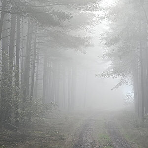 Im Nebelwald.jpg