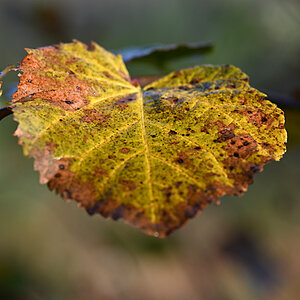 Herbstblatt.jpg