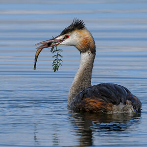 NZ9_7162_Haubi mit Fisch&Beilage_IA_9_2026.jpg