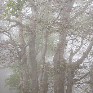 Nebel.jpg