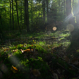 Herbst_Hardtwald_Zf_ZF11972.jpg