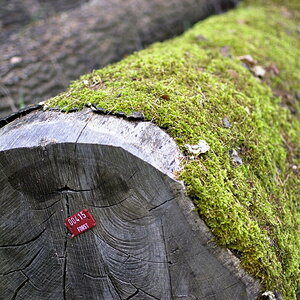 DSC_9545-2.JPG