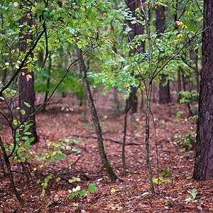 Herbstwald mit Offenblende 1,4.jpg