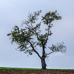 Baum.jpg