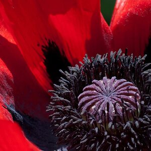 Mohn