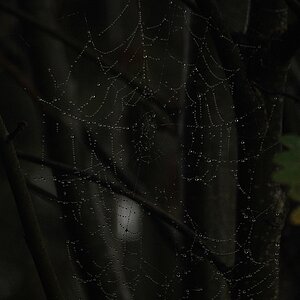 darknetz