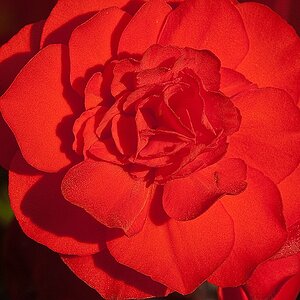 Rot