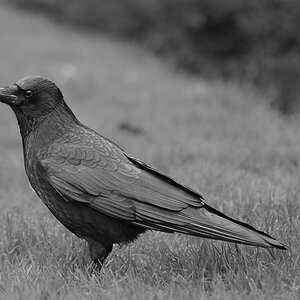 DSC1279n nff