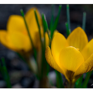 spring2